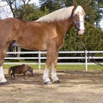grootste en kleinste paard
