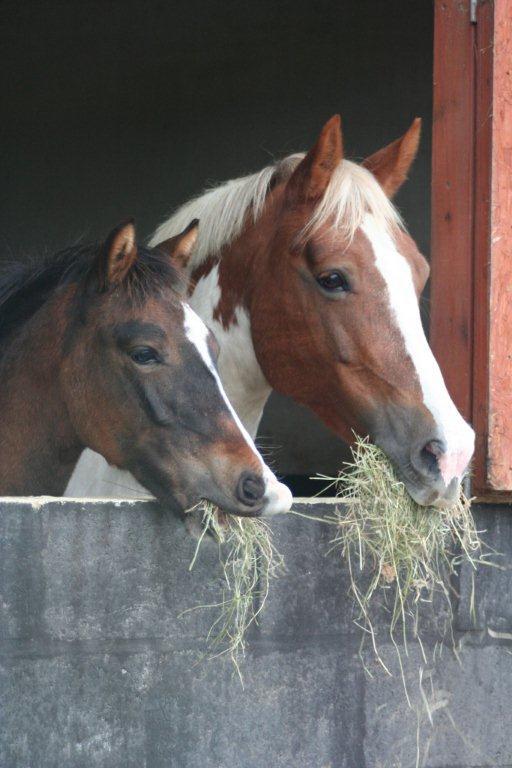 horses-eating-hay