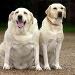 overgewicht hond
