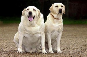 Is mijn hond te dik?