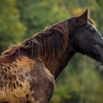 Paard of pony met PPID of Cushing ?